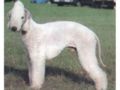  Bedlington Terrier  