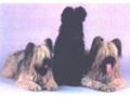 Briard