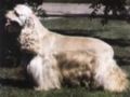 Cocker Spaniel Americano 