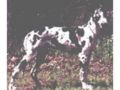 Dogue Alemão