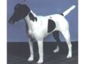 Fox Terrier de Pêlo Curto