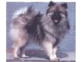 Keeshound