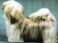 Lhasa Apso