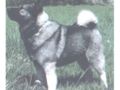 Norwegian Elkhound