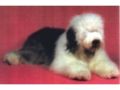 Old English Sheepdog