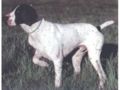 Pointer