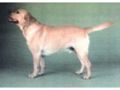 Retriever do Labrador